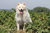 CHIEN FINNOIS DE LAPONIE 648